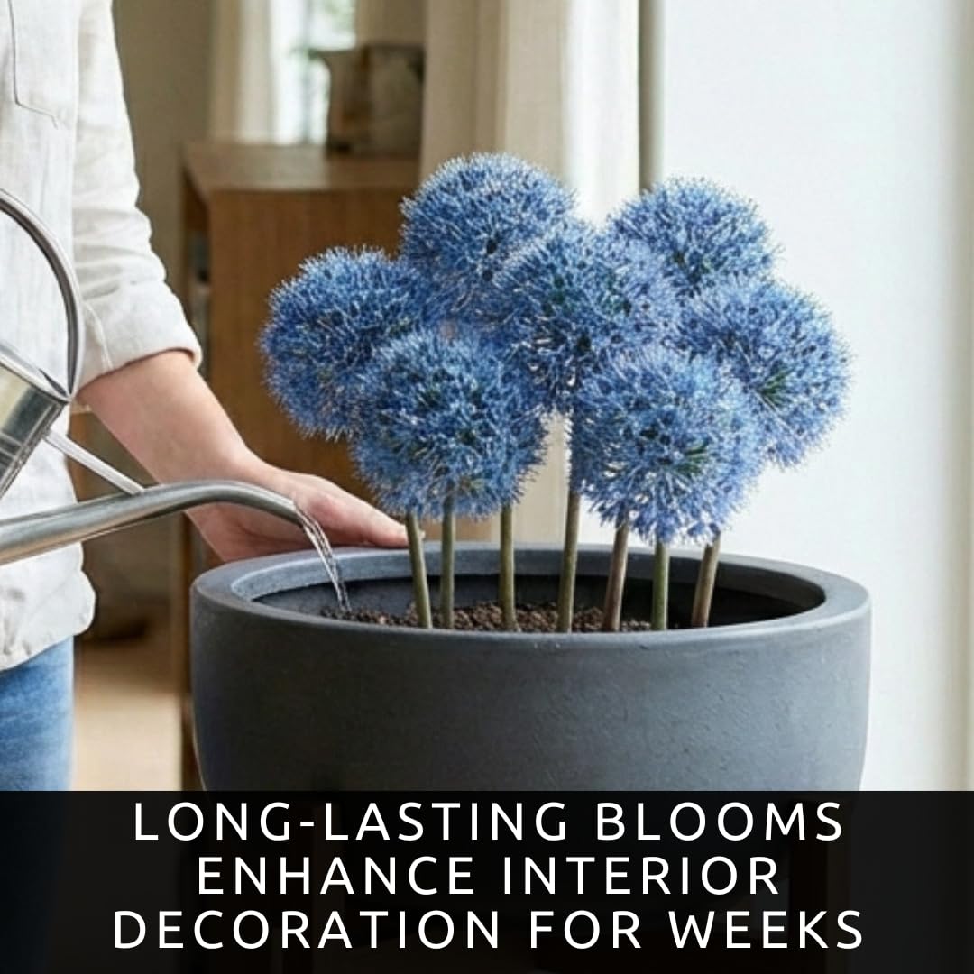 Tall sturdy stems support elegant blue allium blooms.