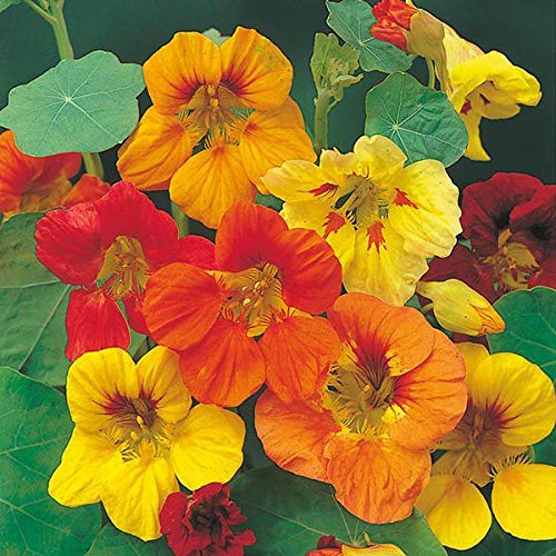 CZ Grain tall trailing nasturtium seeds with vibrant blooms ideal for hanging baskets and pollinator gardens.