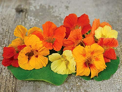CZ Grain nasturtium tall trailing mix seeds growing along a trellis with edible flowers.
