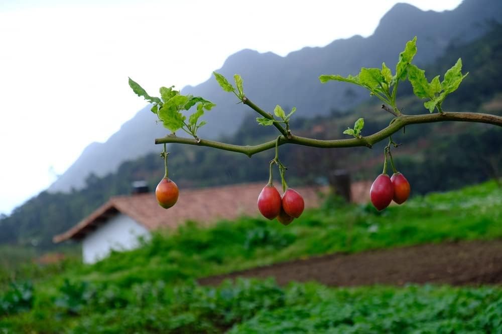 CZ Grain tamarillo seeds packaging close-up for gardeners