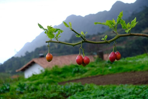 CZ Grain tamarillo seeds packaging close-up for gardeners