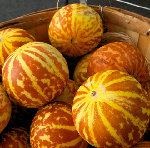 CZ Grain Tigger melon seeds pack ready for home garden planting and exotic harvest