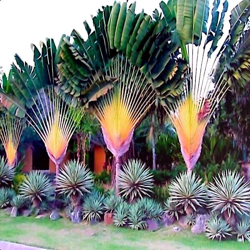 CZ Grain Travelers Palm Seeds close-up showing seed texture for bonsai planning