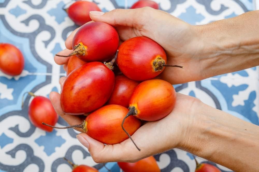 CZ Grain tree tomato seeds packet ready for home garden planting