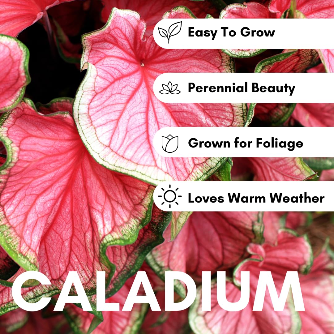 CZ Grain Tropical foliage from Pink Princess Caladium enriches landscapes.