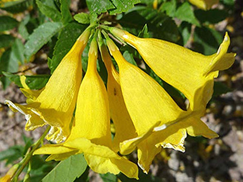 CZ Grain Exotic Yellow Trumpetbush bloom detail highlights long trumpet flowers for exotic garden focal points.