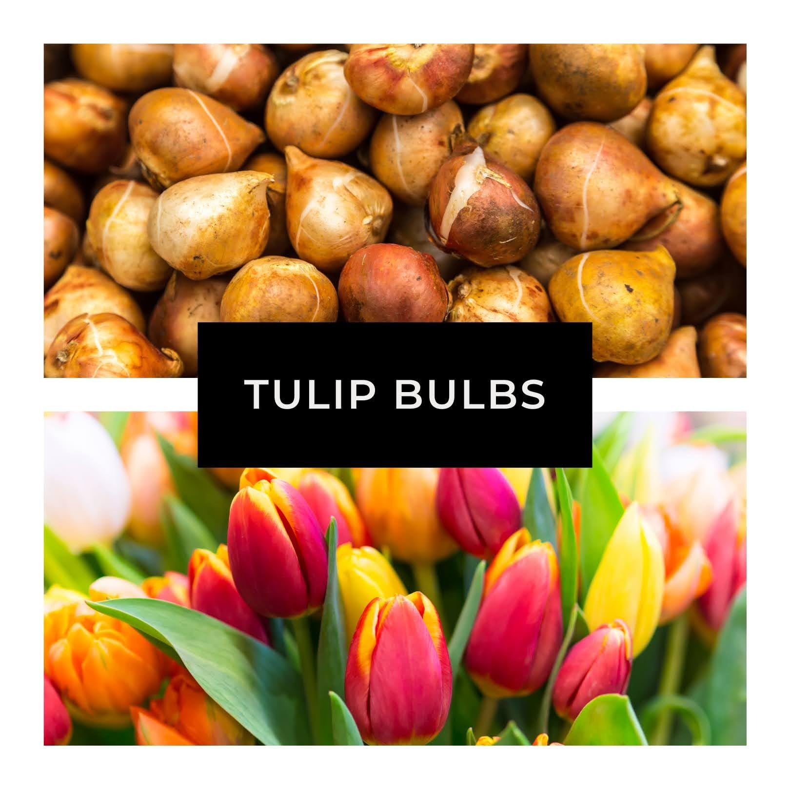 CZ Grain Tulip bulbs in a container provide patio color and easy growing.