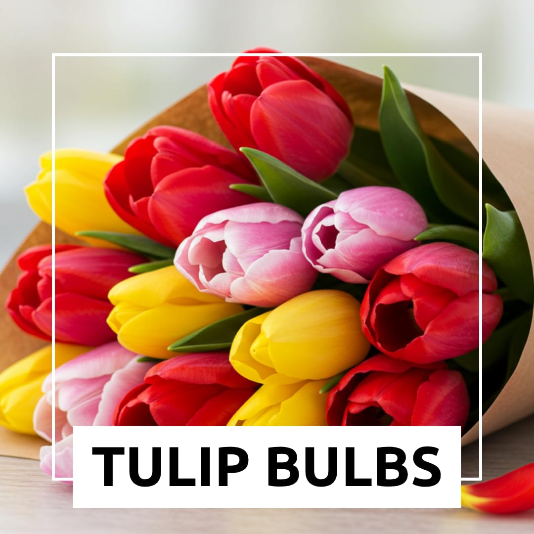 CZ Grain tulip bulbs for containers deliver vibrant spring color.