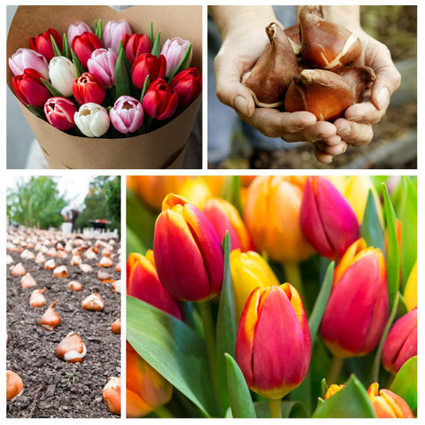 CZ Grain tulips blooming in a bed create a lush spring display.