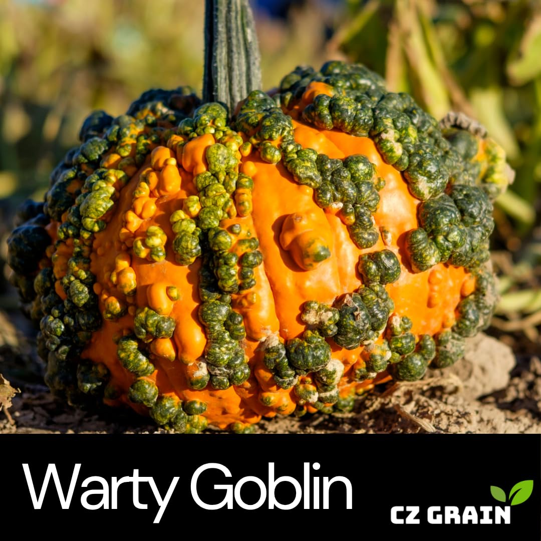 CZ Grain Warty Goblin seeds display bright orange hue ideal for seasonal displays