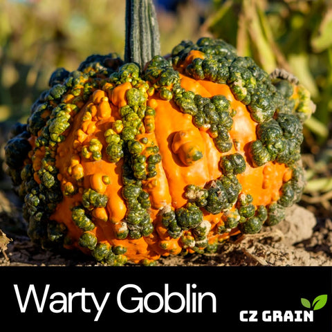 CZ Grain Warty Goblin seeds display bright orange hue ideal for seasonal displays