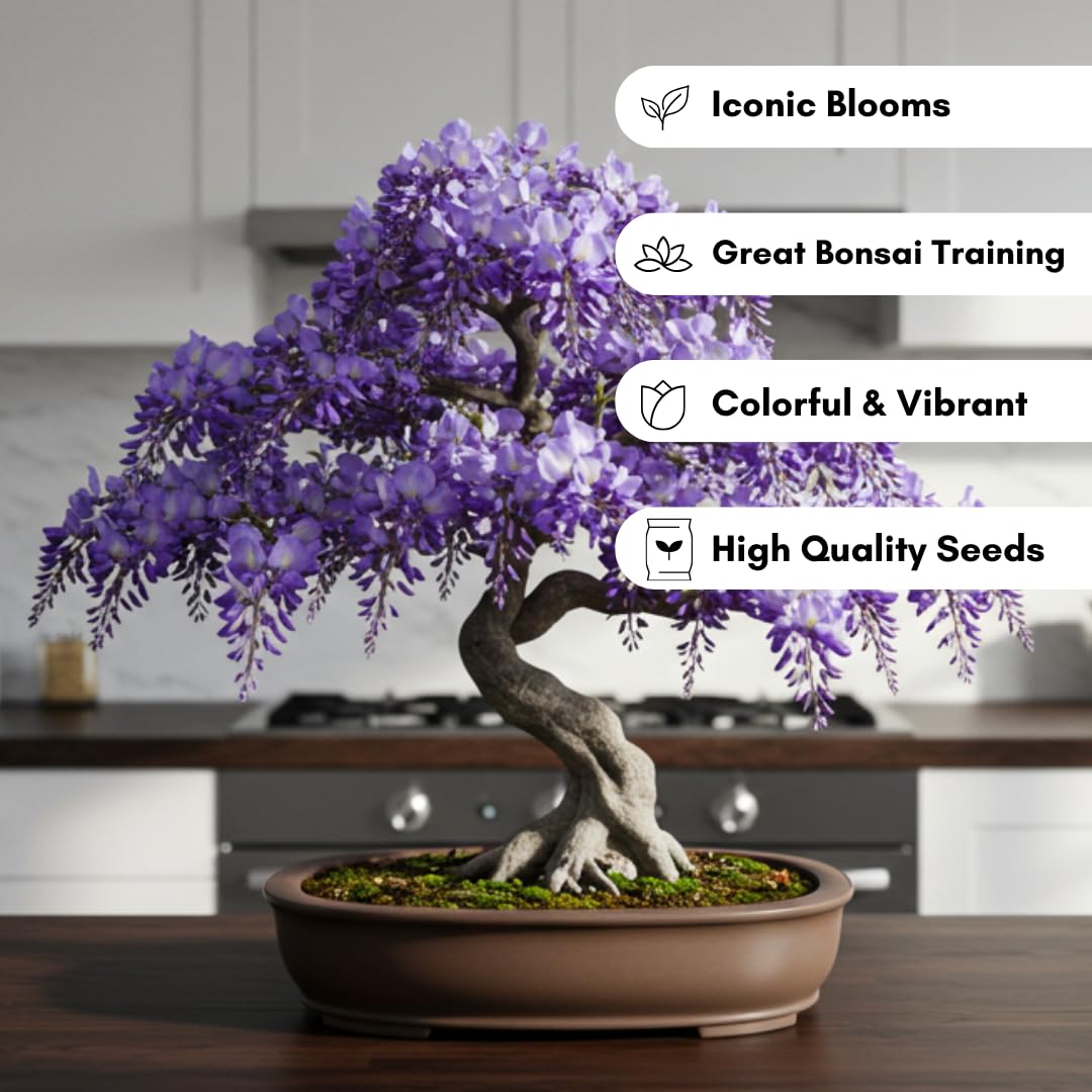 CZ Grain weeping wisteria seeds support bonsai training with twisting vines and dramatic trunks.