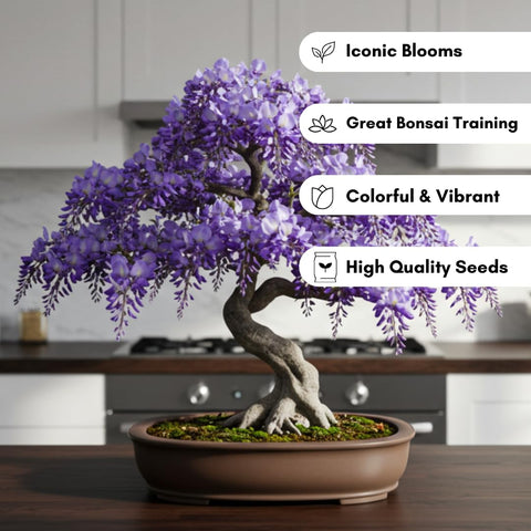 CZ Grain weeping wisteria seeds support bonsai training with twisting vines and dramatic trunks.