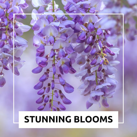 CZ Grain weeping wisteria seeds brighten outdoor patios and gardens with sun-loving growth.