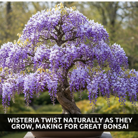CZ Grain weeping wisteria seeds offer versatile growth for bonsai, vines, or patio plants.