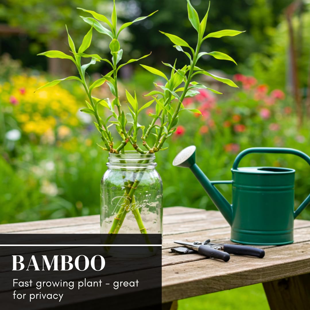 CZ Grain bamboo thrives in well-drained soil with sun and water.