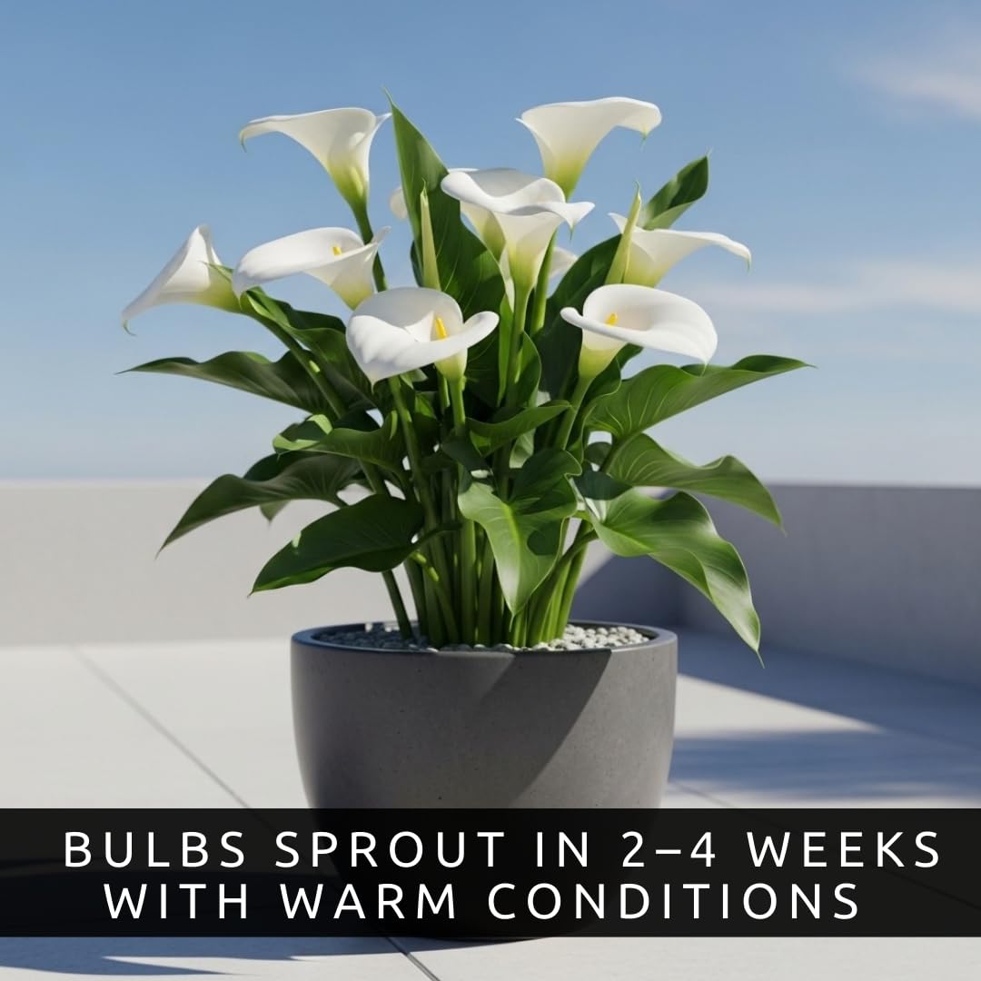 CZ Grain White Calla Lily bulbs ideal for container planting.