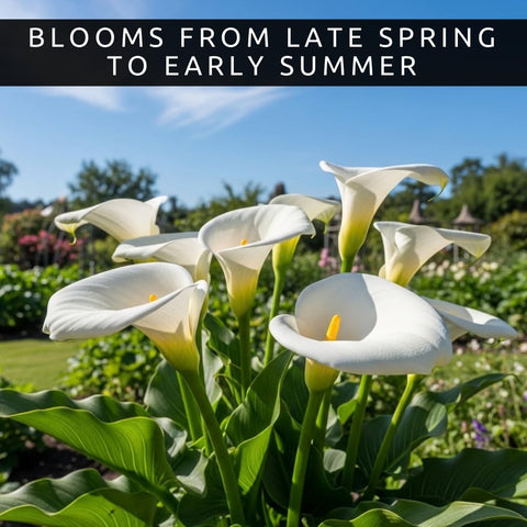 CZ Grain White Calla Lily bulbs perform well in full sun to partial shade.