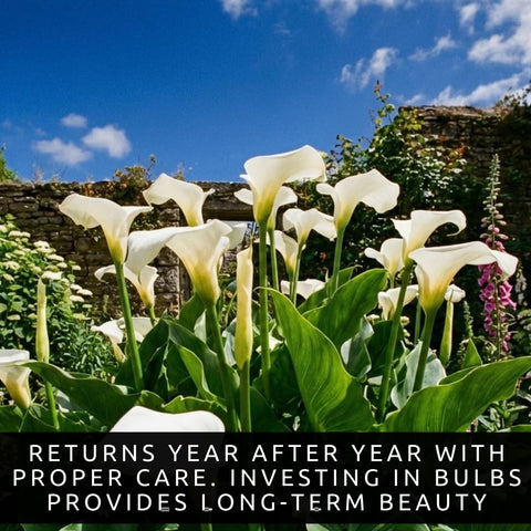 CZ Grain White Calla Lily bulbs require moderate watering.