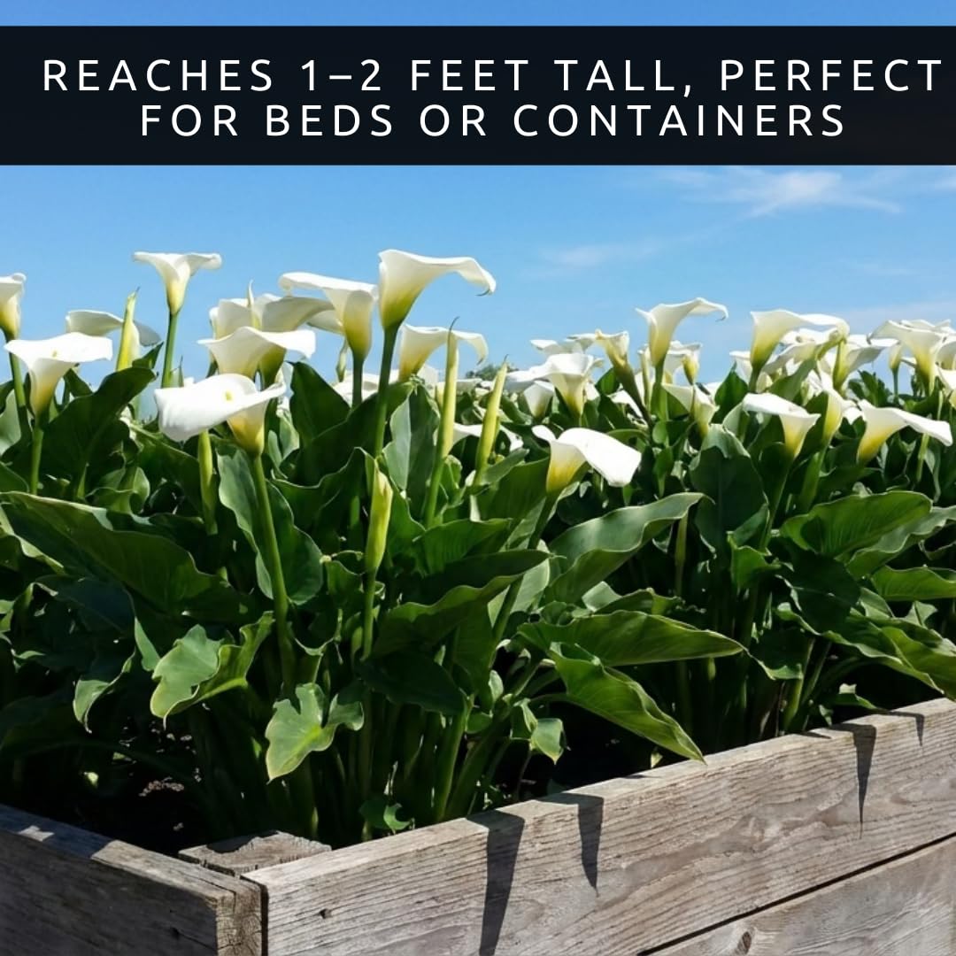CZ Grain White Calla Lily bulbs promise perennial growth.