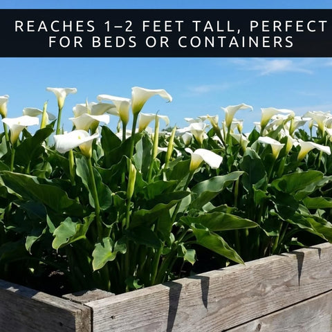 CZ Grain White Calla Lily bulbs promise perennial growth.