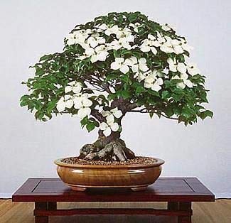 CZ Grain white-flowering dogwood seeds ideal for pollinator-friendly gardens.