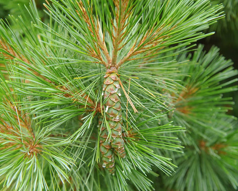 CZ Grain White Pine Seeds close-up, seeds shown with germination-ready texture for easy sowing
