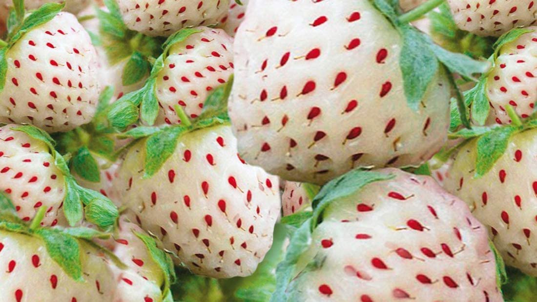 CZ Grain white pineberry seeds closeup showing unique pineapple-like flavor potential.