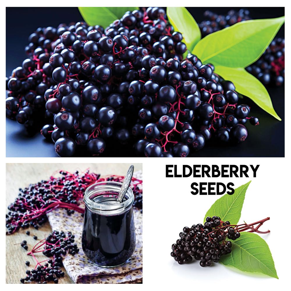 CZ Grain white strawberry seeds pack close up for unique garden berries