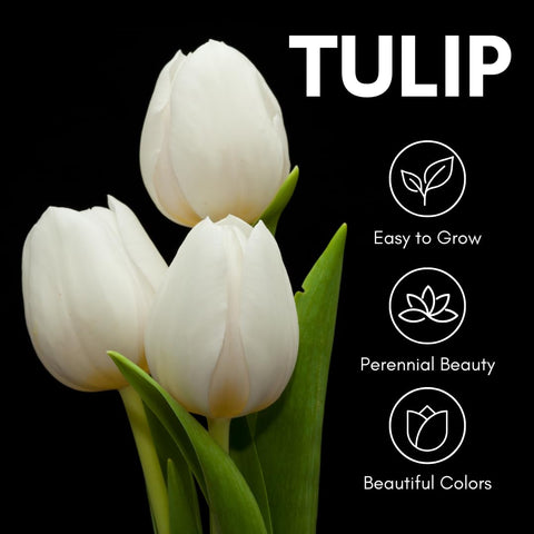 CZ Grain White Tulips container planting setup demonstrates versatile spring color.