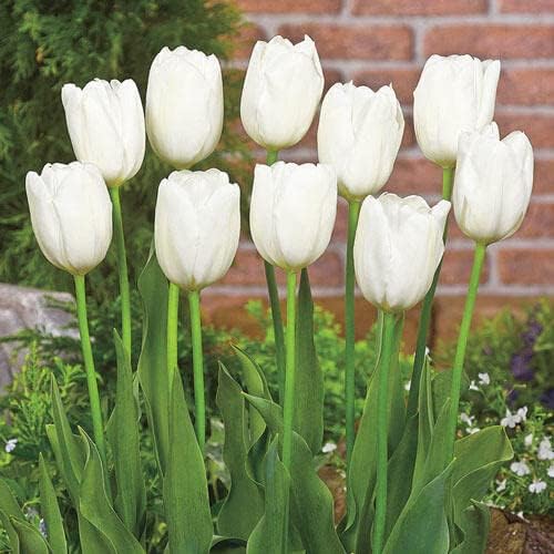 CZ Grain White Tulips stunning white blooms for elegant garden borders and containers.