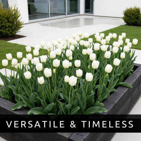 CZ Grain White Tulips timeless arrangement highlighting pure white elegance for decor.