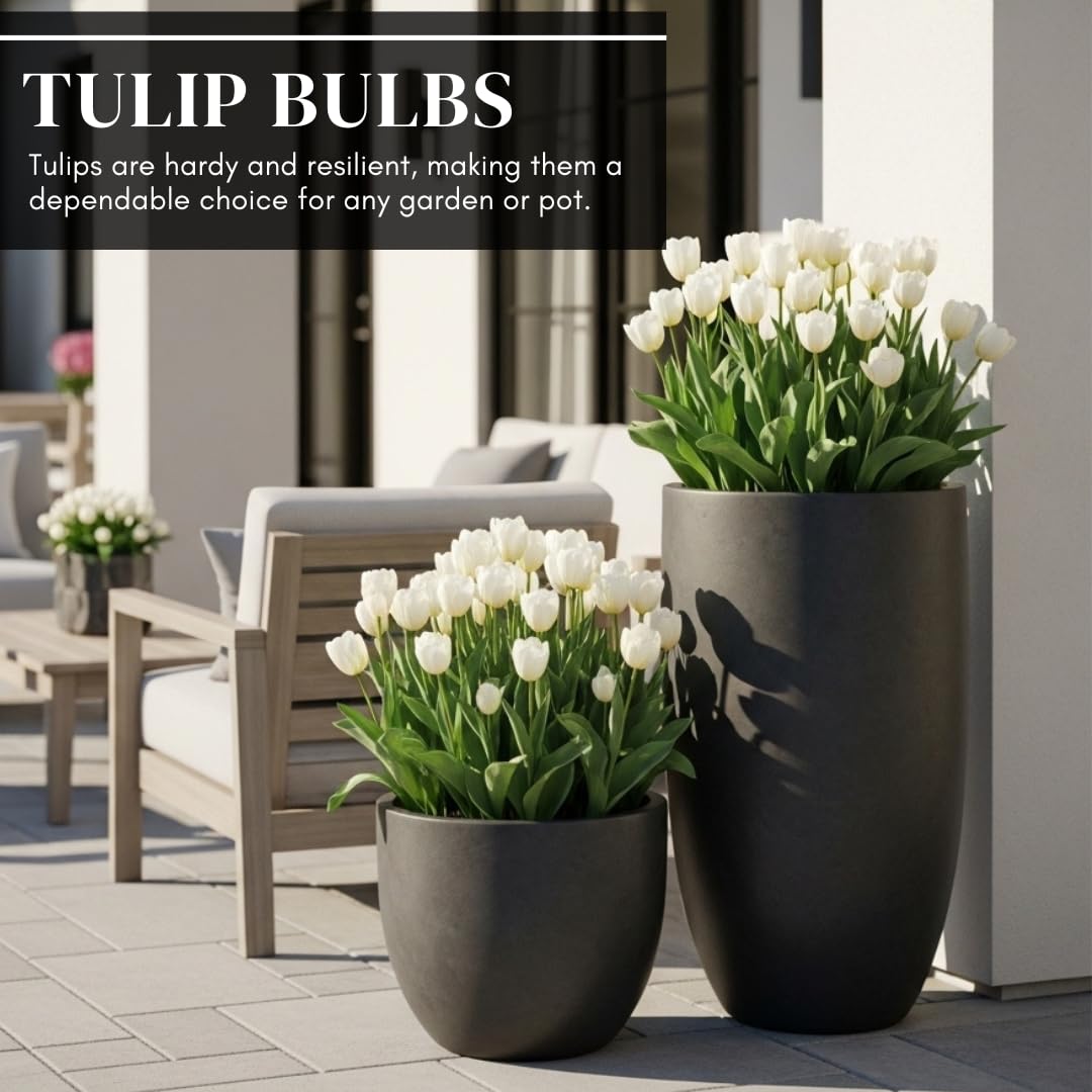 CZ Grain White Tulips wedding decor sample showcases pure elegance for ceremonies.
