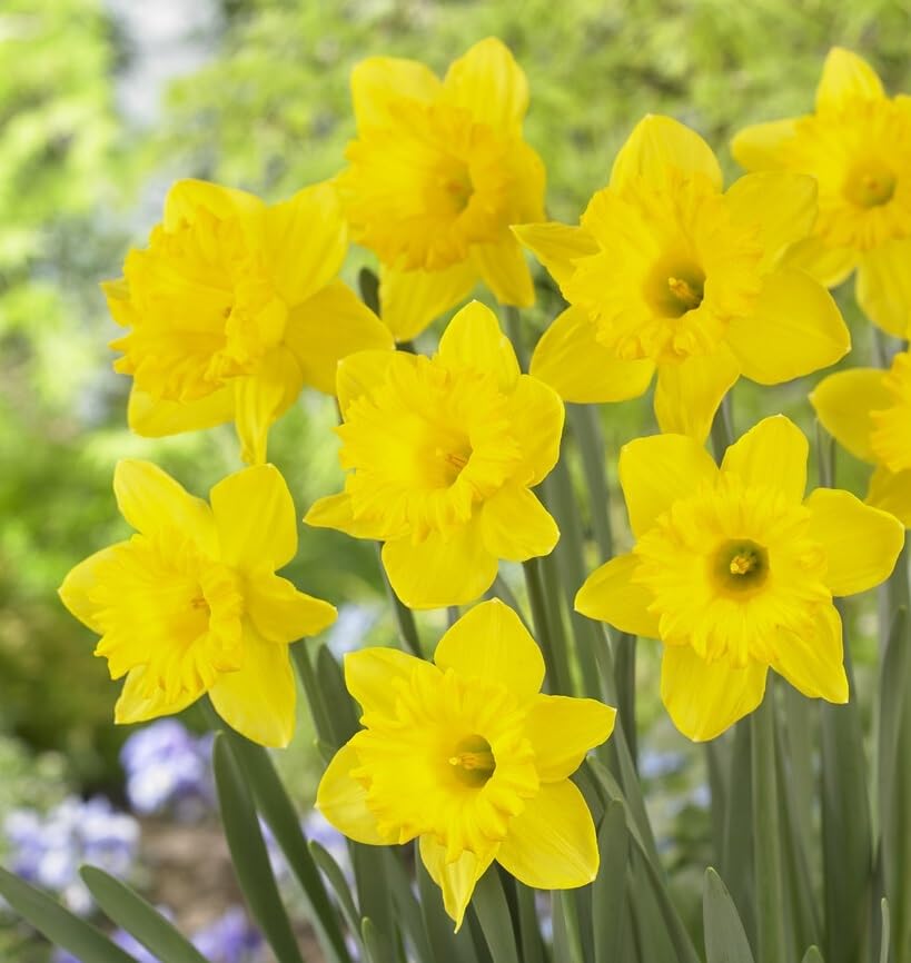 CZ Grain Yellow Dutch Master daffodil bulbs in soil, ready for spring display; bright color for cheerful borders.