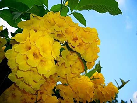 CZ Grain Yellow Trumpetbush seedling close-up ready to plant in sunny spots.
