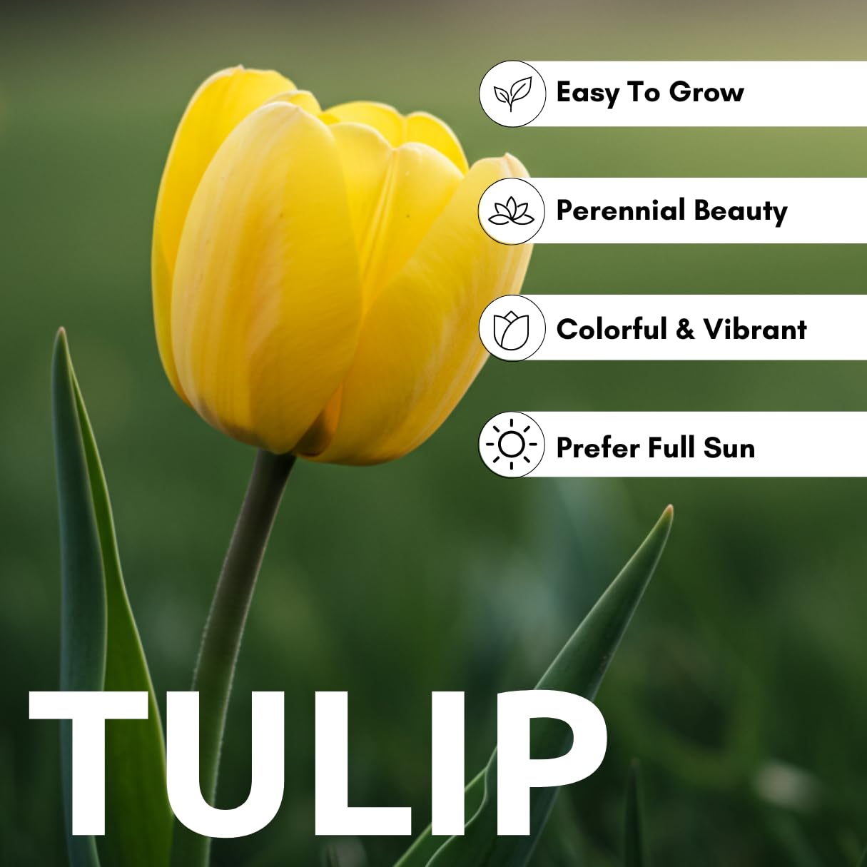 CZ Grain yellow tulips in containers brighten patios with compact, eye-catching blooms.