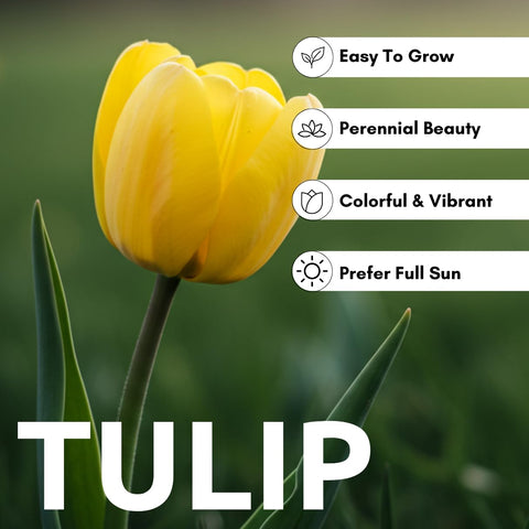 CZ Grain yellow tulips in containers brighten patios with compact, eye-catching blooms.