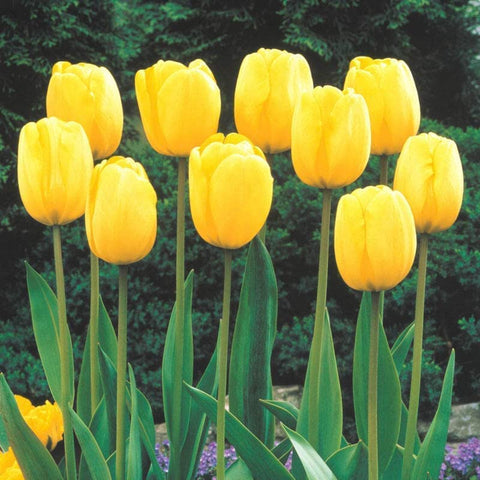 CZ Grain Yellow Tulip Bulbs ready for outdoor planting with vibrant spring color.