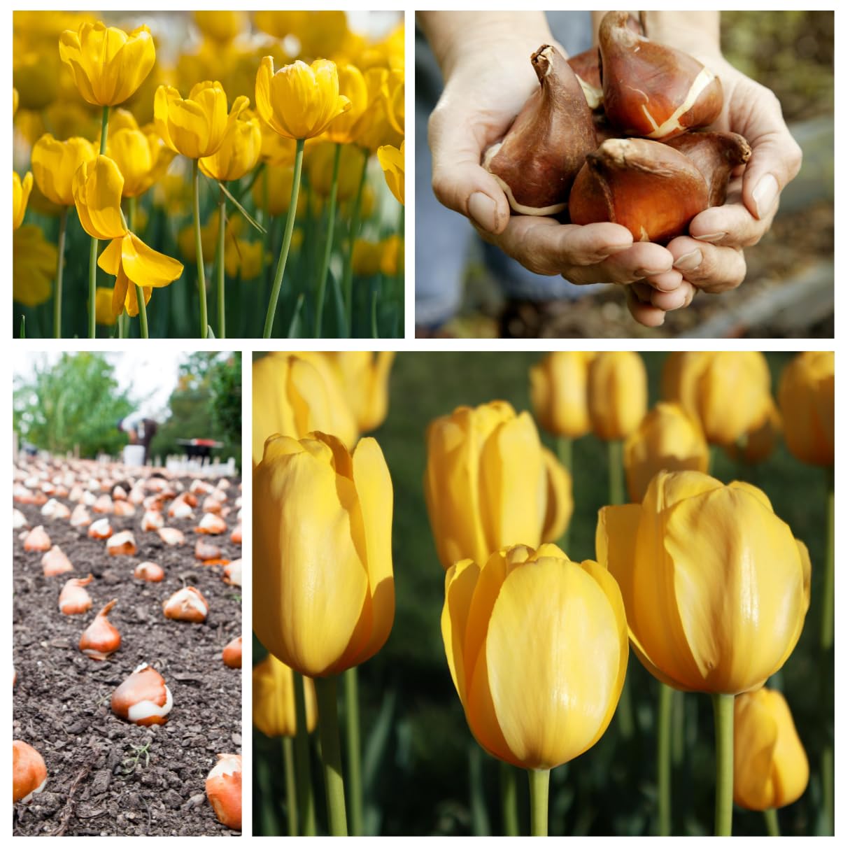 Indoor forcing: refrigerate bulbs to enjoy yellow tulip blooms inside the home.