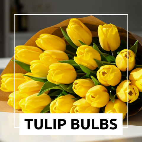 Yellow tulips in a border display create dramatic color clusters for garden edges.