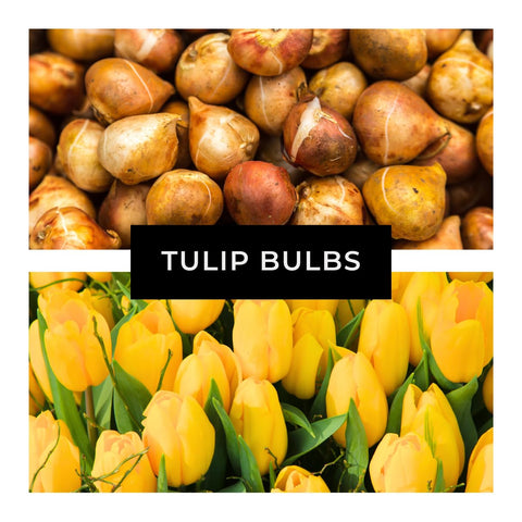 Clustered yellow tulips form a mass planting that draws attention across the garden.