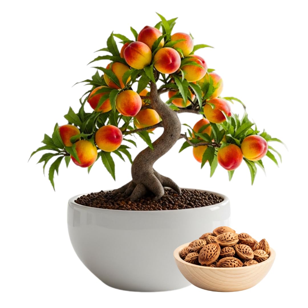 CZ Grain Bonsai Peach Seeds pack, close-up of seeds—great for beginner bonsai projects.
