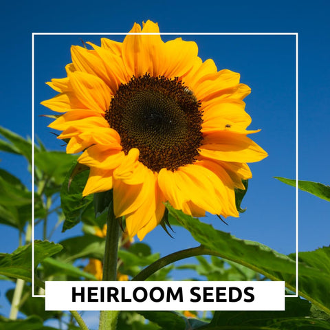 CZ Grain container-grown sunflowers brighten patios with bold blooms.