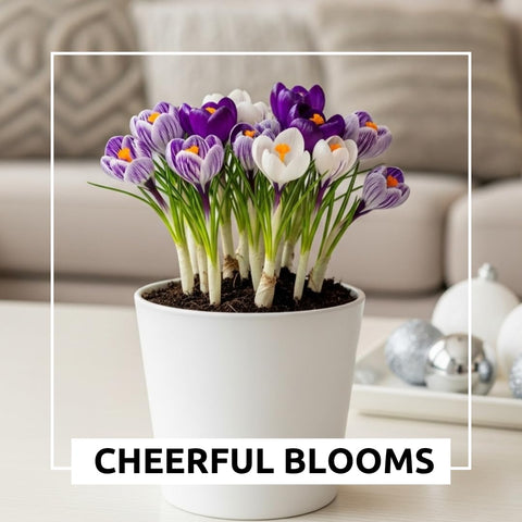 CZ Grain crocus bulbs in a container setup for versatile indoor or outdoor use