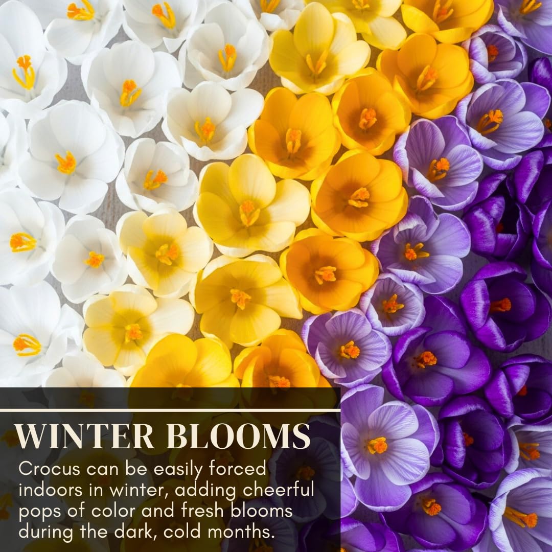 CZ Grain crocus bulbs indoors in soil bowl for vibrant early-spring blooms