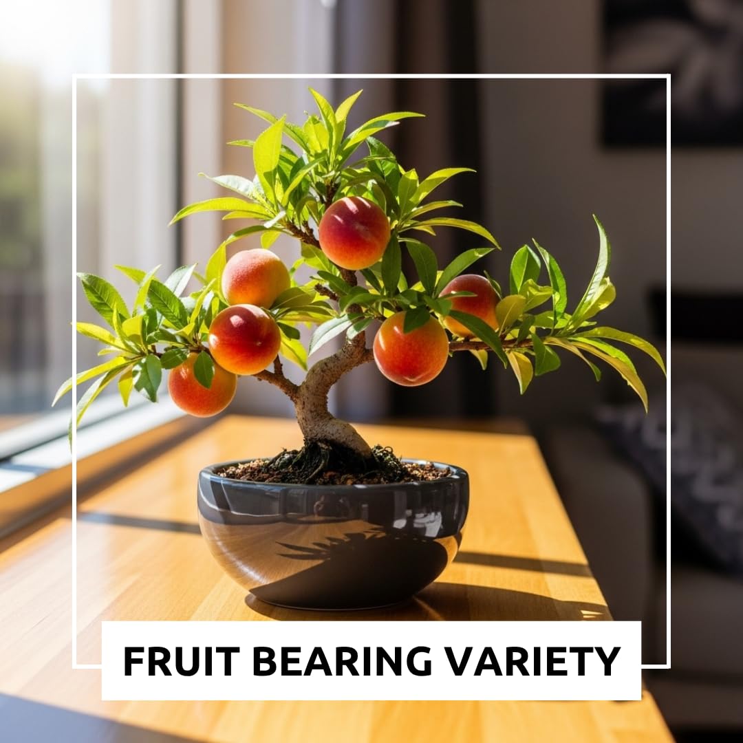 CZ Grain peach bonsai in early flowering stage, beauty and fruiting potential.