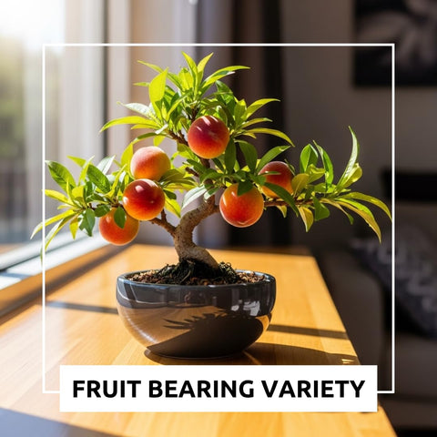 CZ Grain peach bonsai in early flowering stage, beauty and fruiting potential.