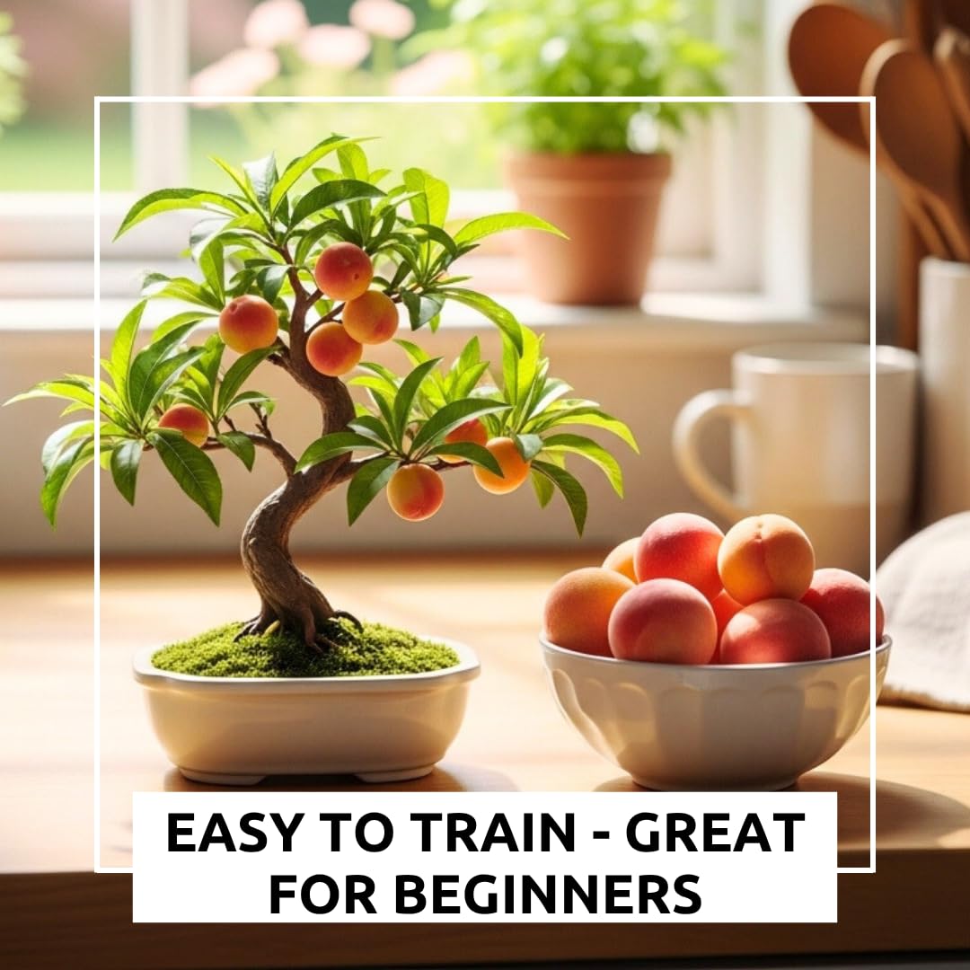 CZ Grain five large seeds arranged, demonstrating easy-to-plant start for miniature peach trees.