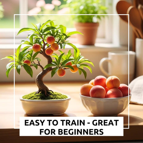 CZ Grain five large seeds arranged, demonstrating easy-to-plant start for miniature peach trees.