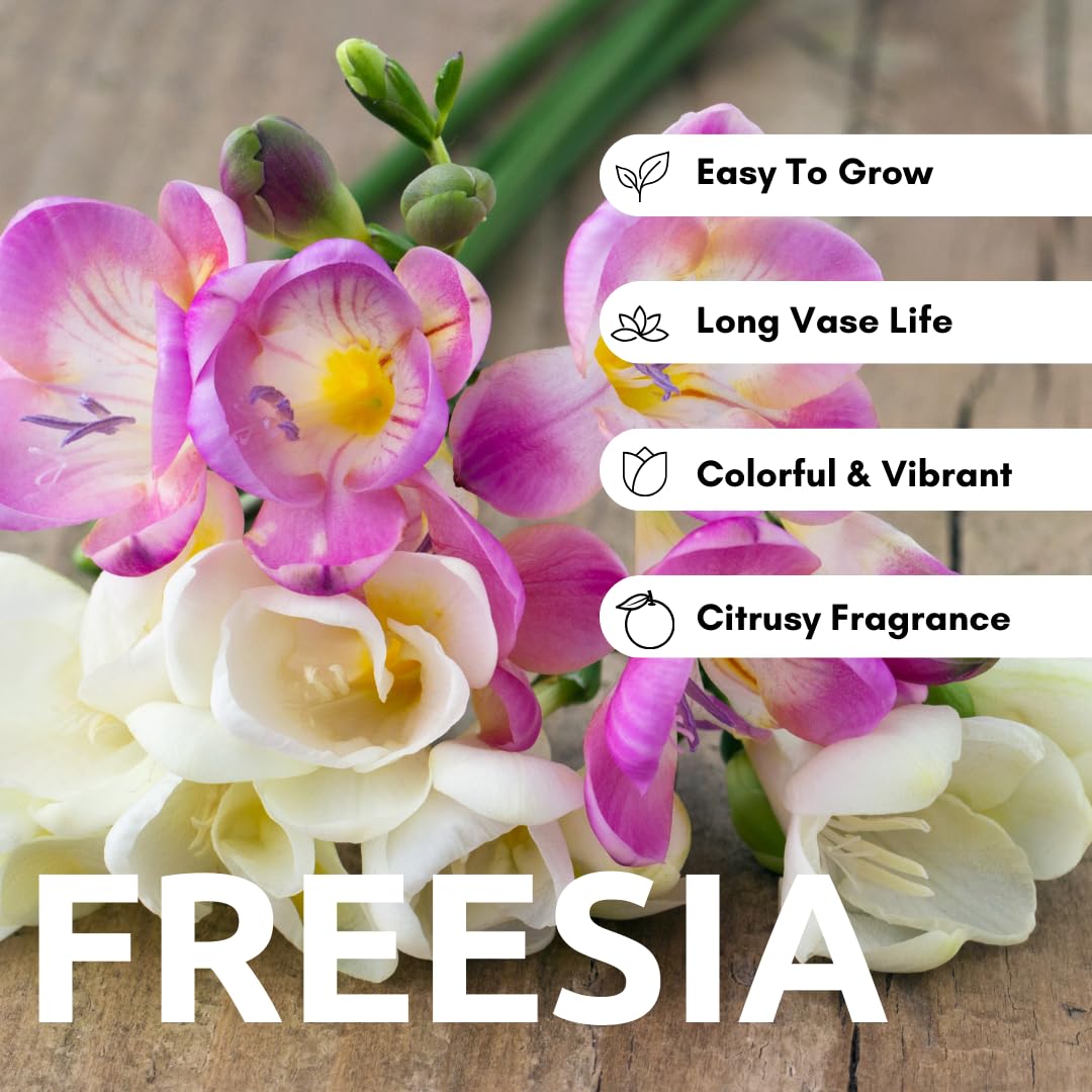 CZ Grain Freesia large blooms close-up showing bright petals and ruffled edges.